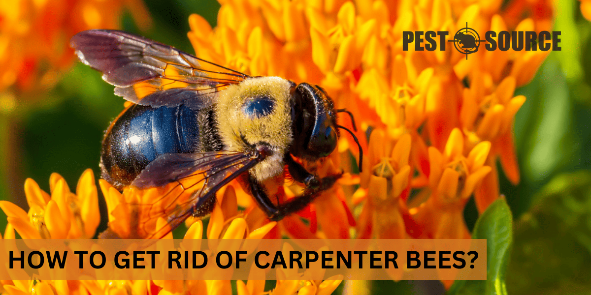 Effective Control of Carpenter Bees