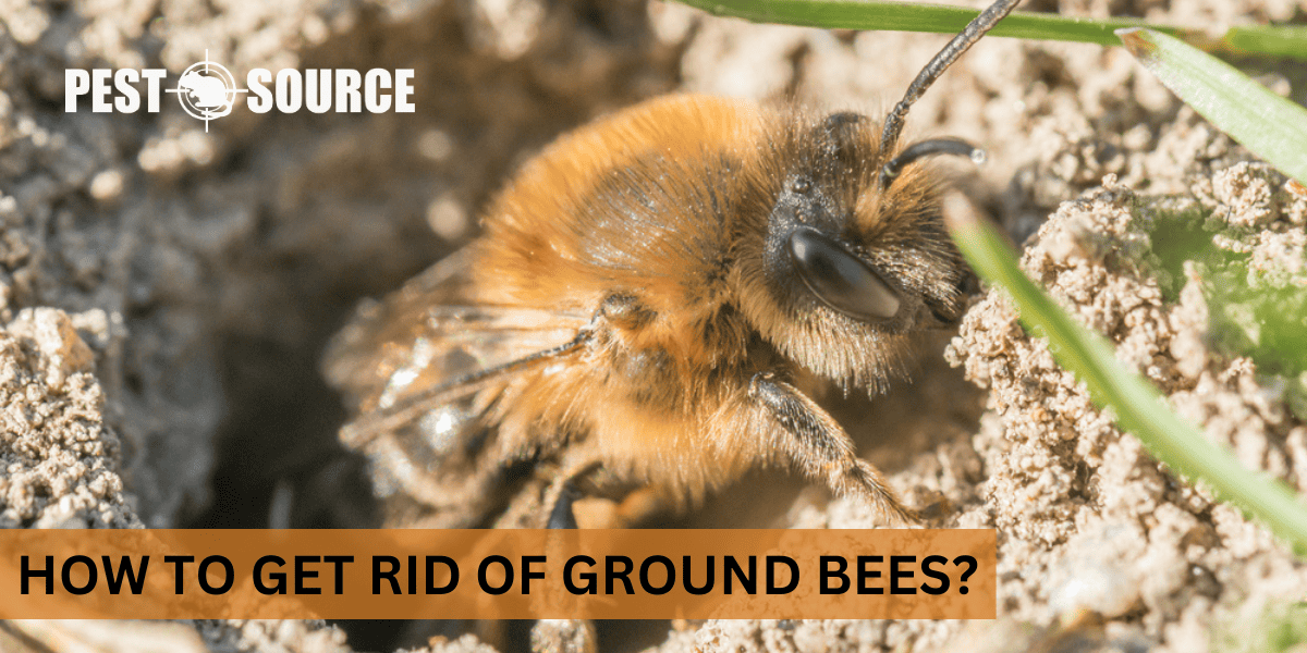 Effective Control of Ground Bees