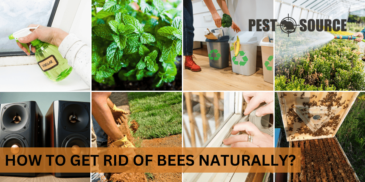 Natural Methods for Bee Control