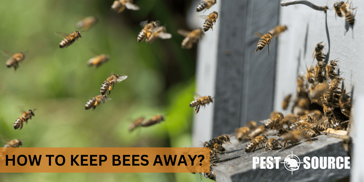 Prevention Strategies for Bee Control