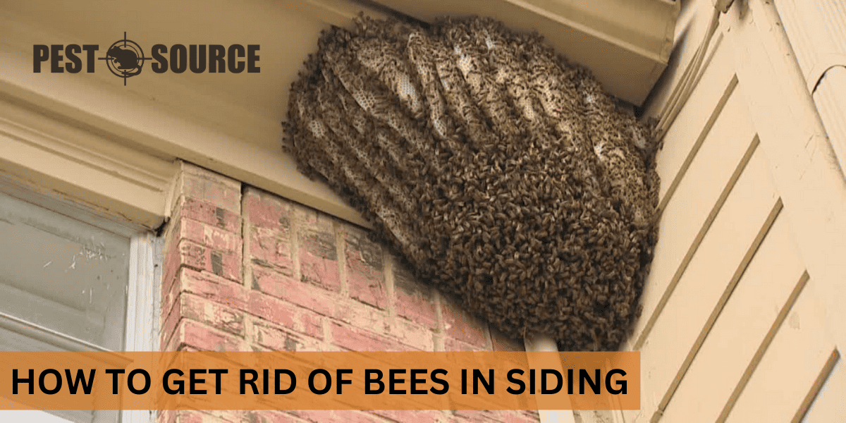 Bees Under Siding Solutions