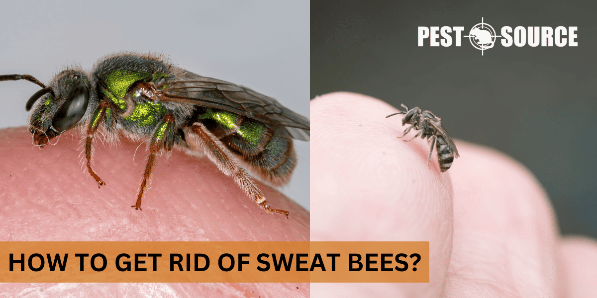 Effective Control of Sweat Bees