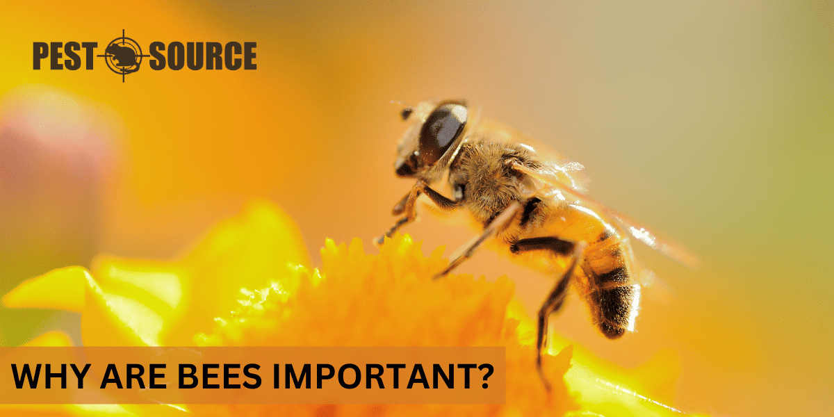 Ecological Importance of Bees