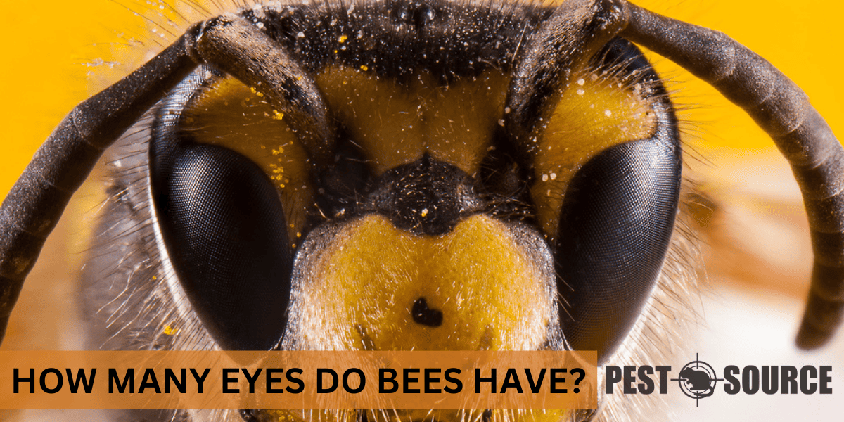 Complex Structure of Bee Eyes