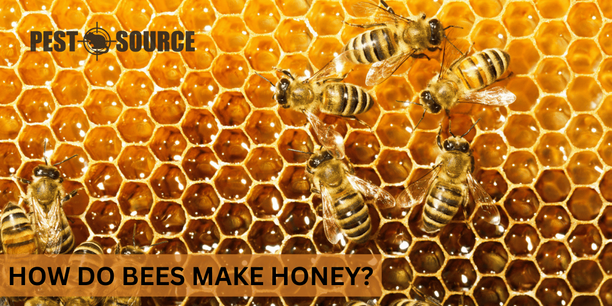 Honey Production by Bees