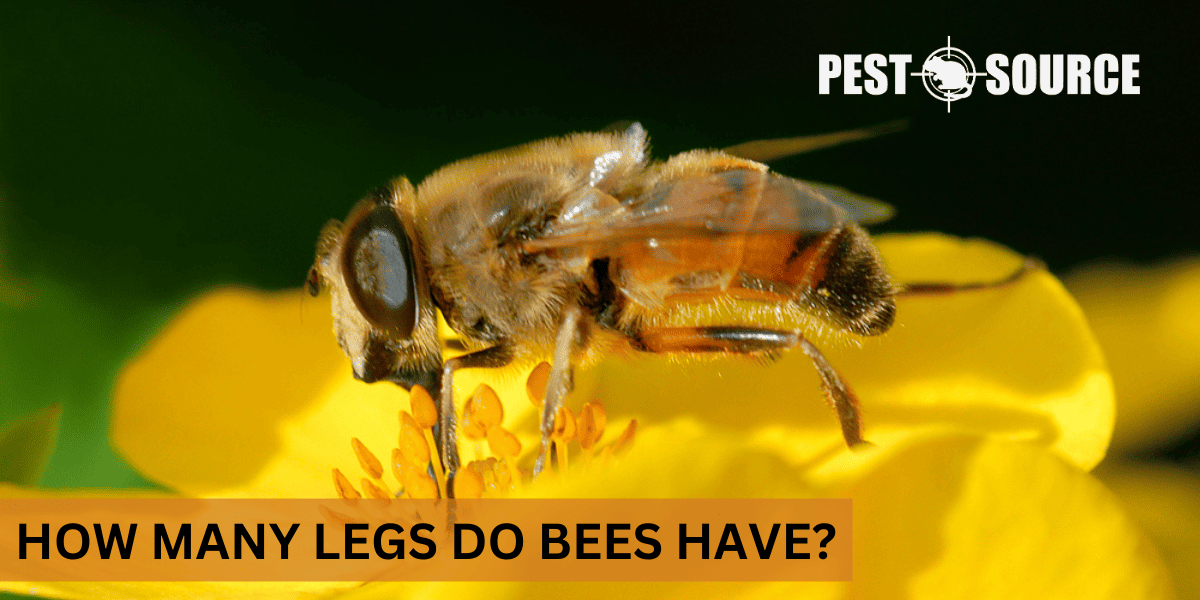 Functionality of Bee Legs