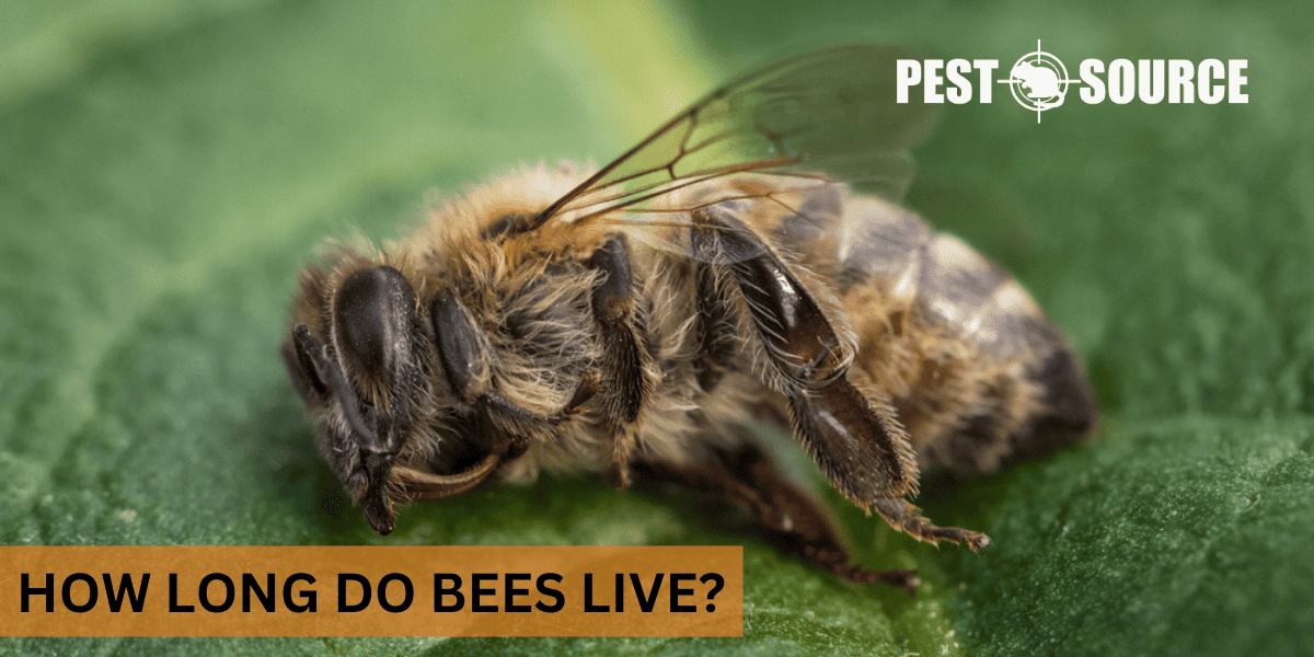 Lifespan of Bees
