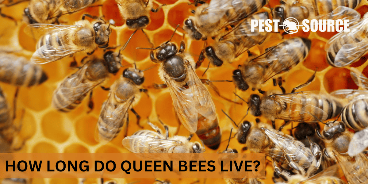 Queen Bee's Lifespan