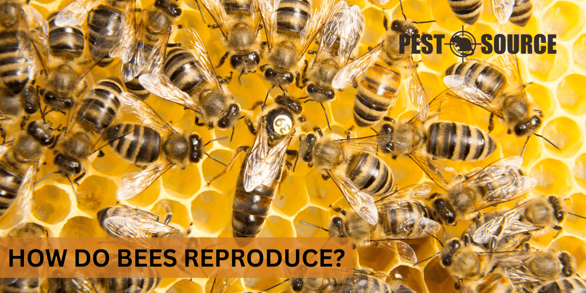 Reproduction of Bees