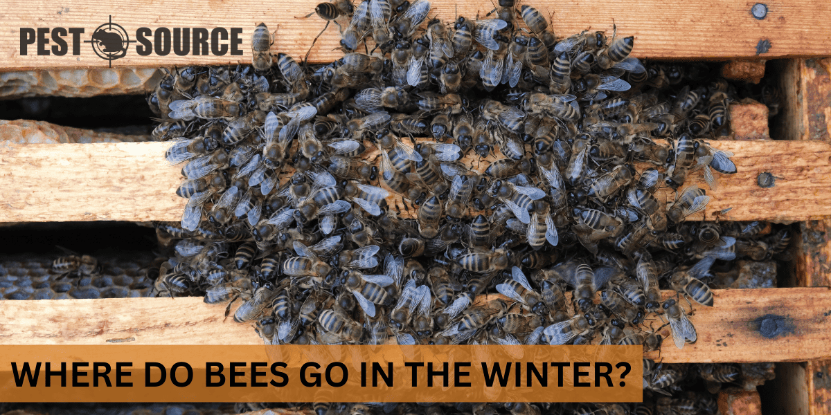 Seasonal Behavior in Bees