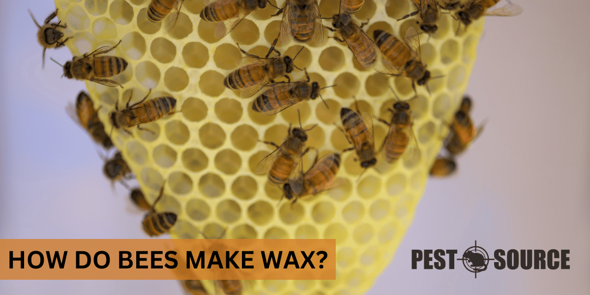Production of Wax by Bees