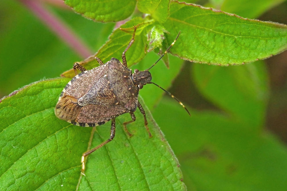 Brown marmorated stink bug on a leaf