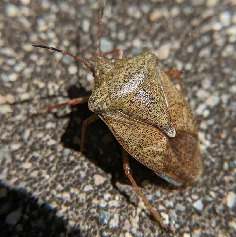 brown stink bug on a rock