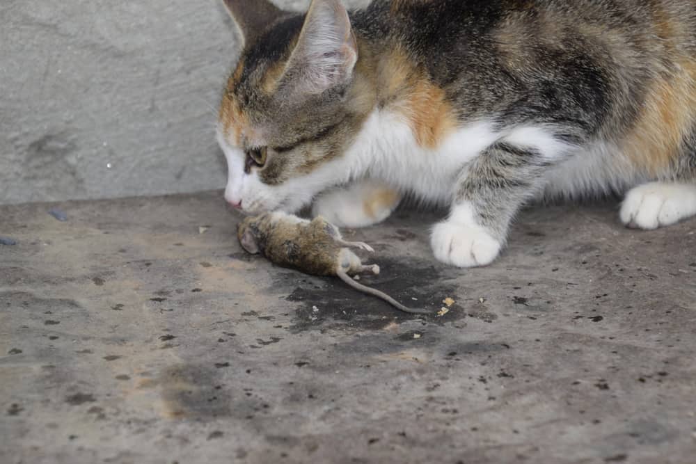 cat almost eating a mouse after catching