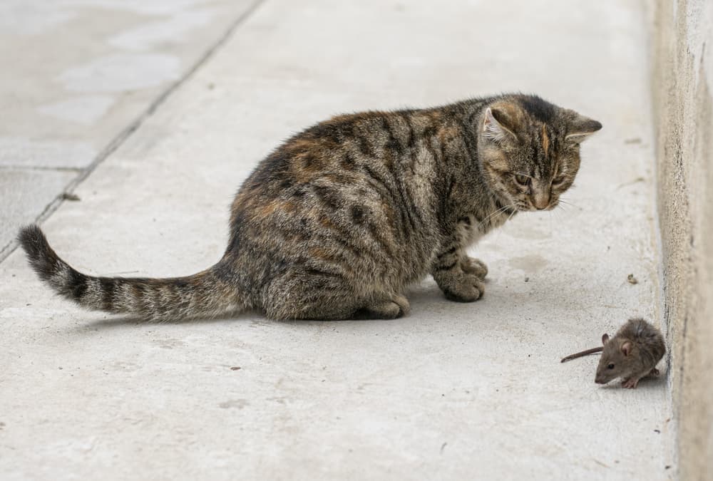 Gray striped cat catching a mouse