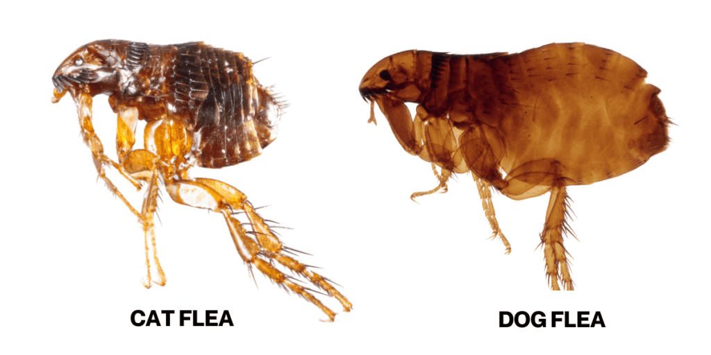 cat-flea-and-dog-flea