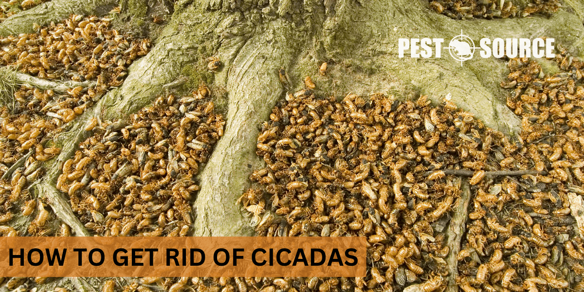 Control Measures for Cicadas