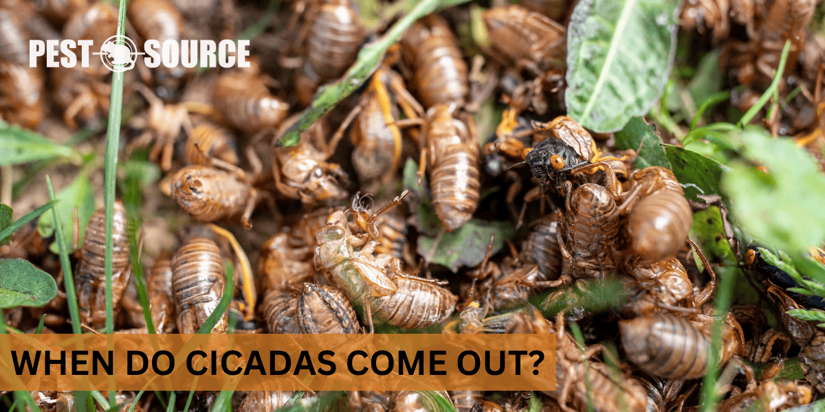 Emergence Patterns of Cicadas