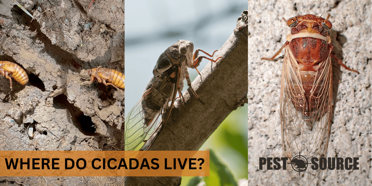 Preferred Habitat of Cicadas