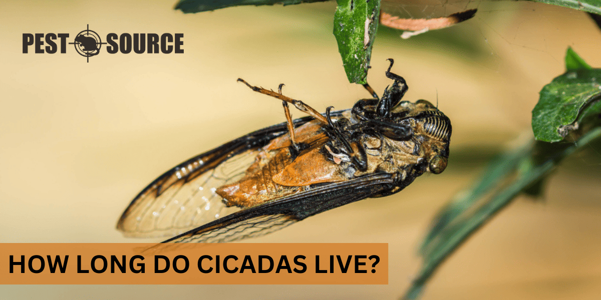 Lifespan of a Cicada