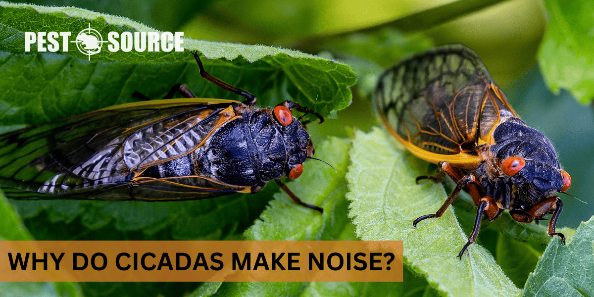 Purpose of Cicada Noise