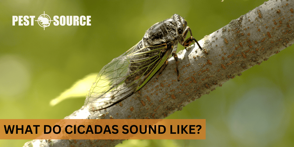Distinctive Sound of Cicadas