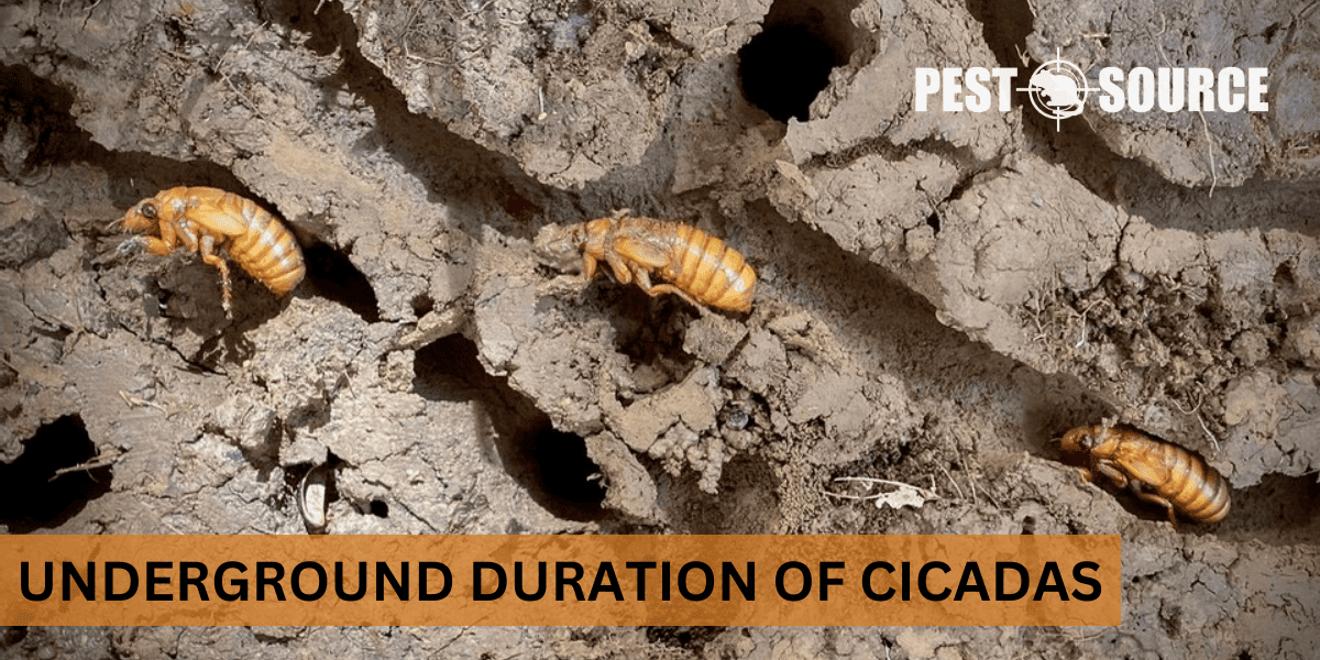 Underground Duration of Cicadas