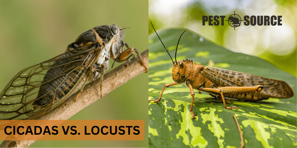 Comparison of Cicada and Locust