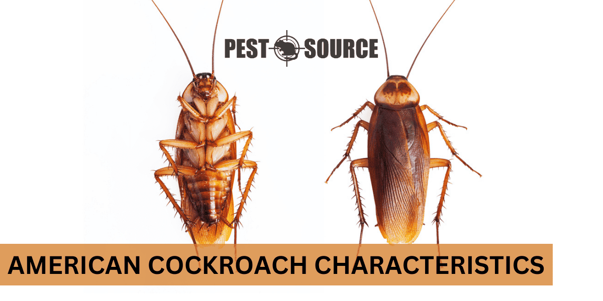Characteristics of the American Cockroach