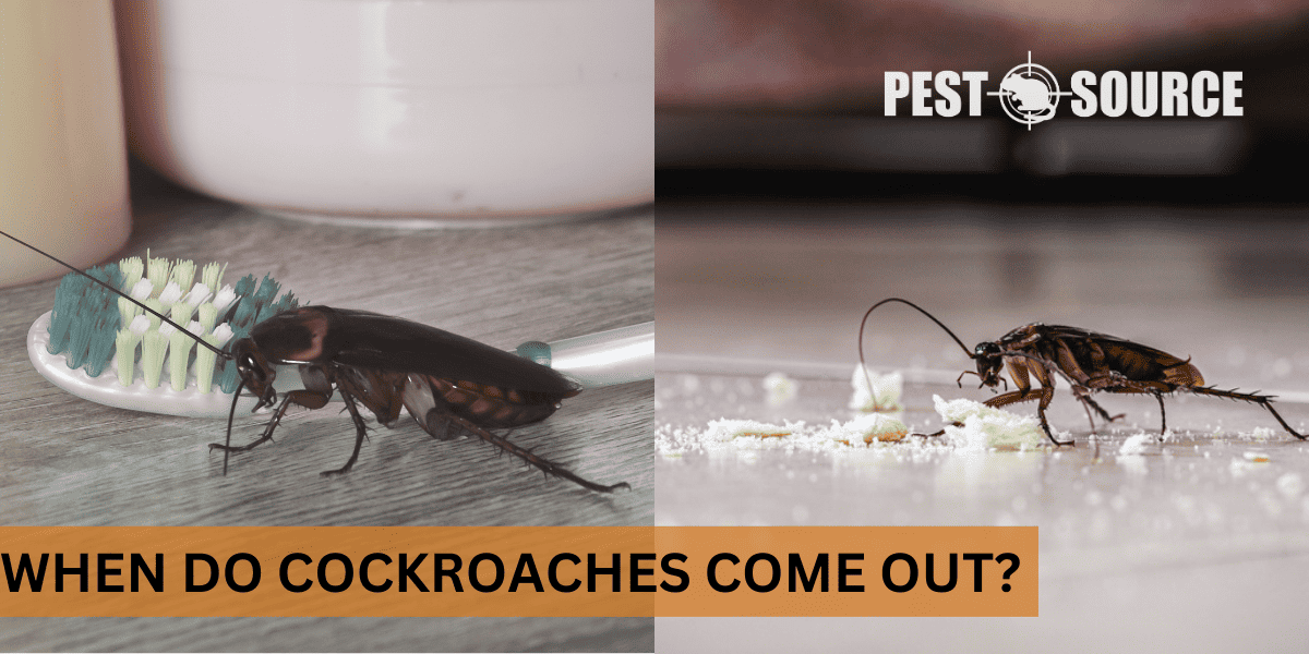 Behavioral Patterns of Cockroaches