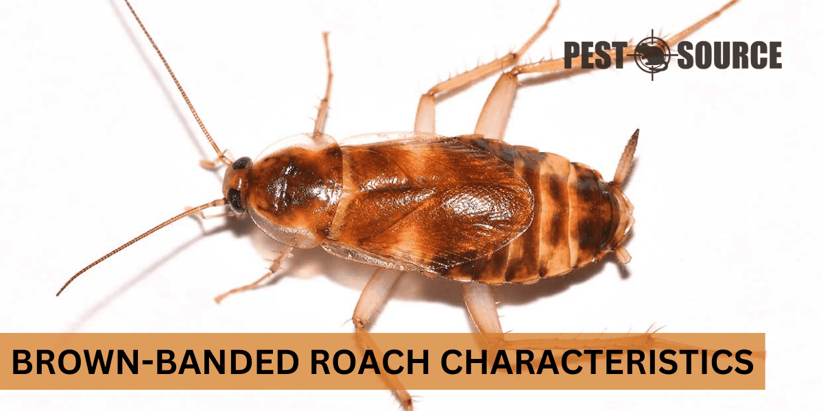 Facts about brown-banded cockroaches