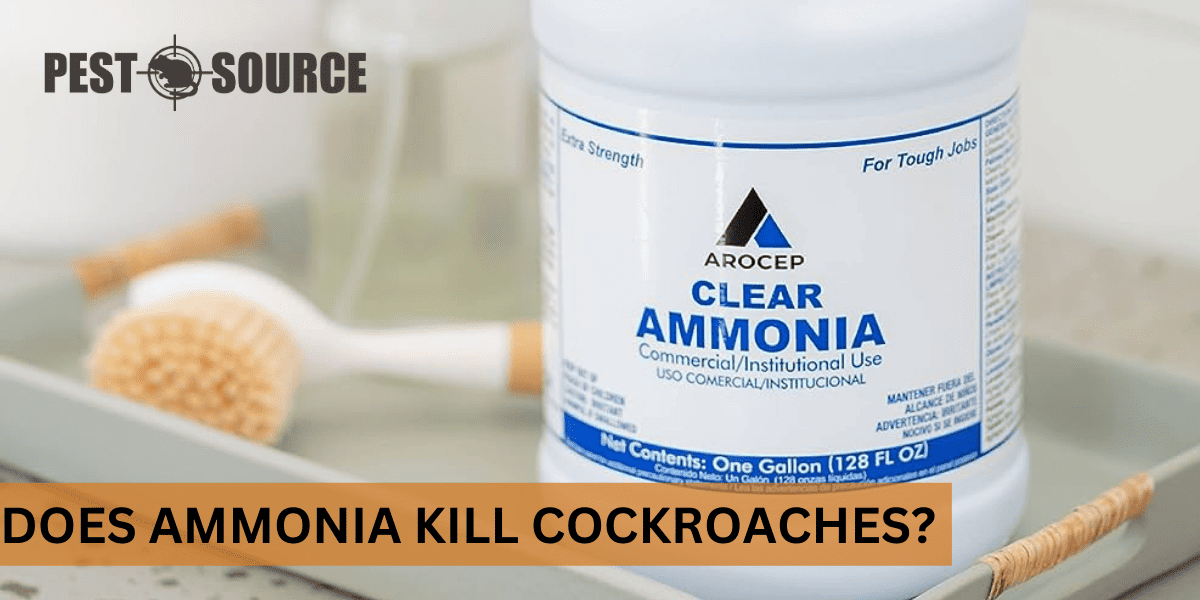Ammonia Solution Against Cockroaches