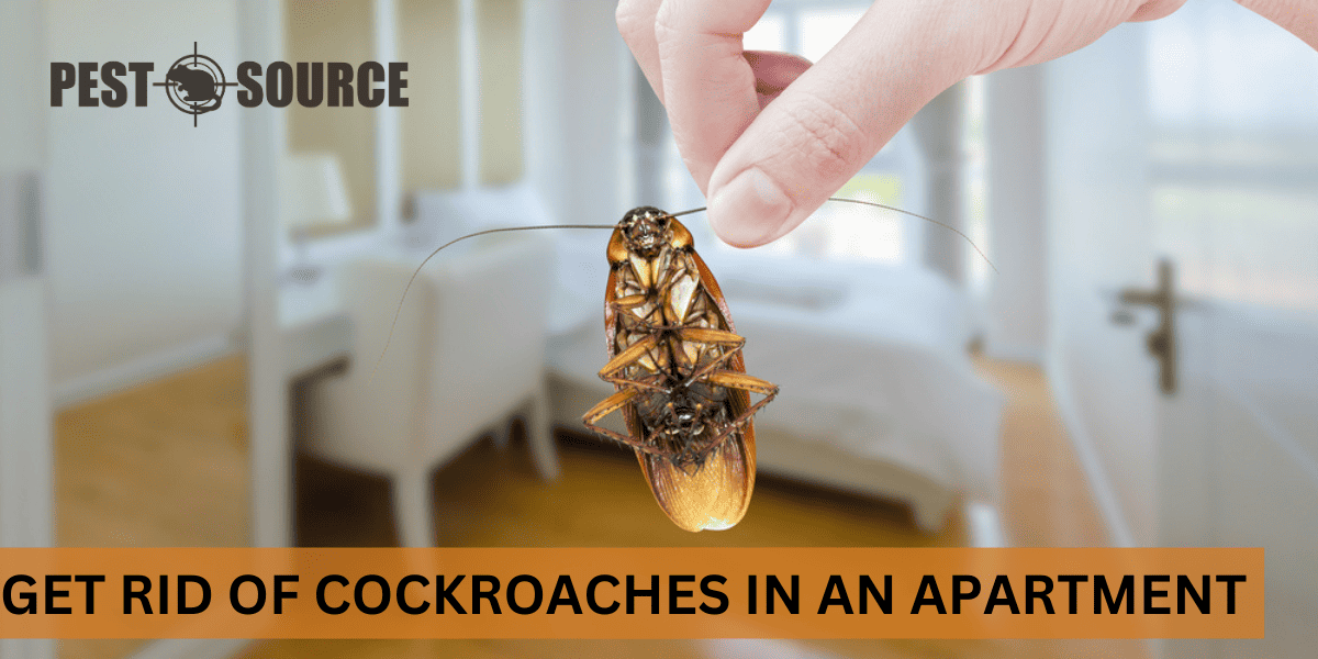 cockroach-control-apartment