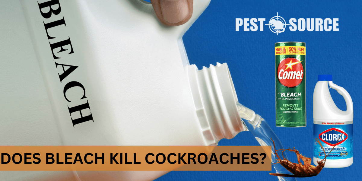 Bleach for Effective Cockroach Control