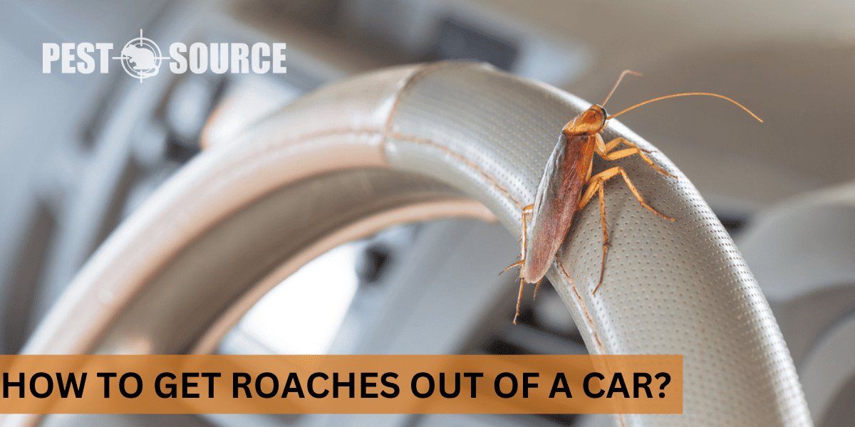 Cars experiencing cockroach control