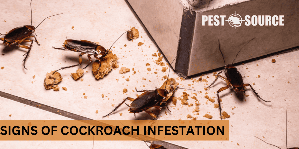 Signs and early detection of cockroaches