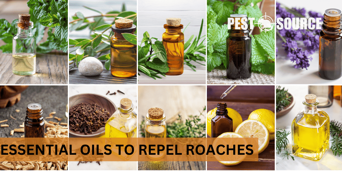 Essential oils to repel cockroaches