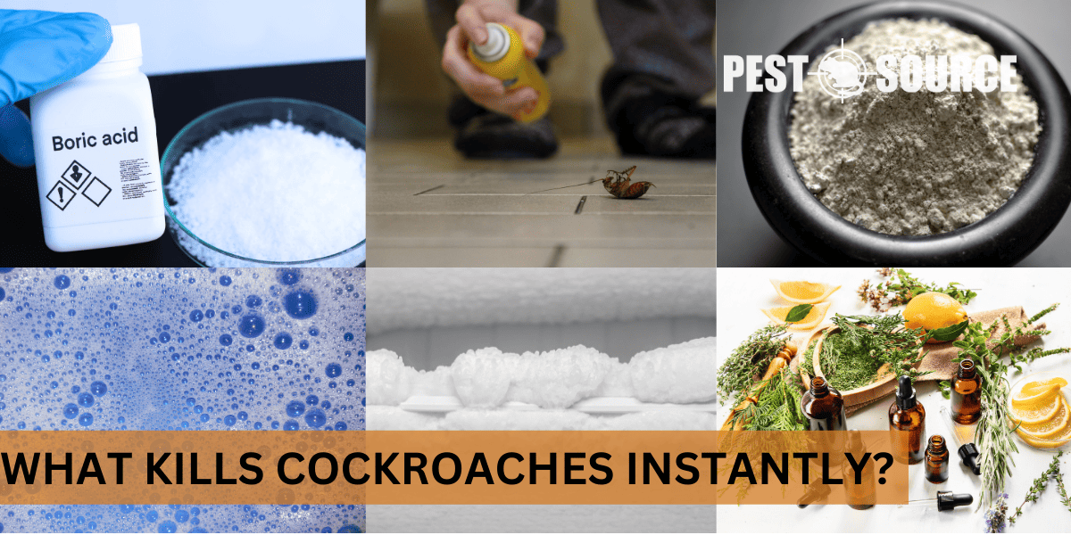 Instant methods to kill cockroaches