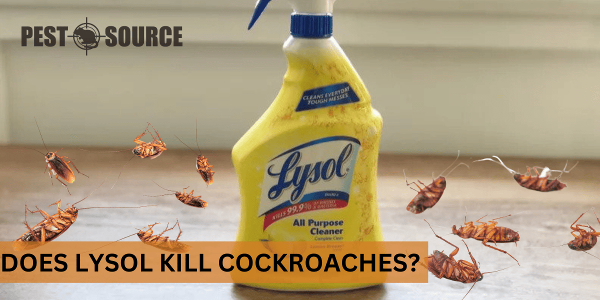 Lysol Spray on Cockroaches