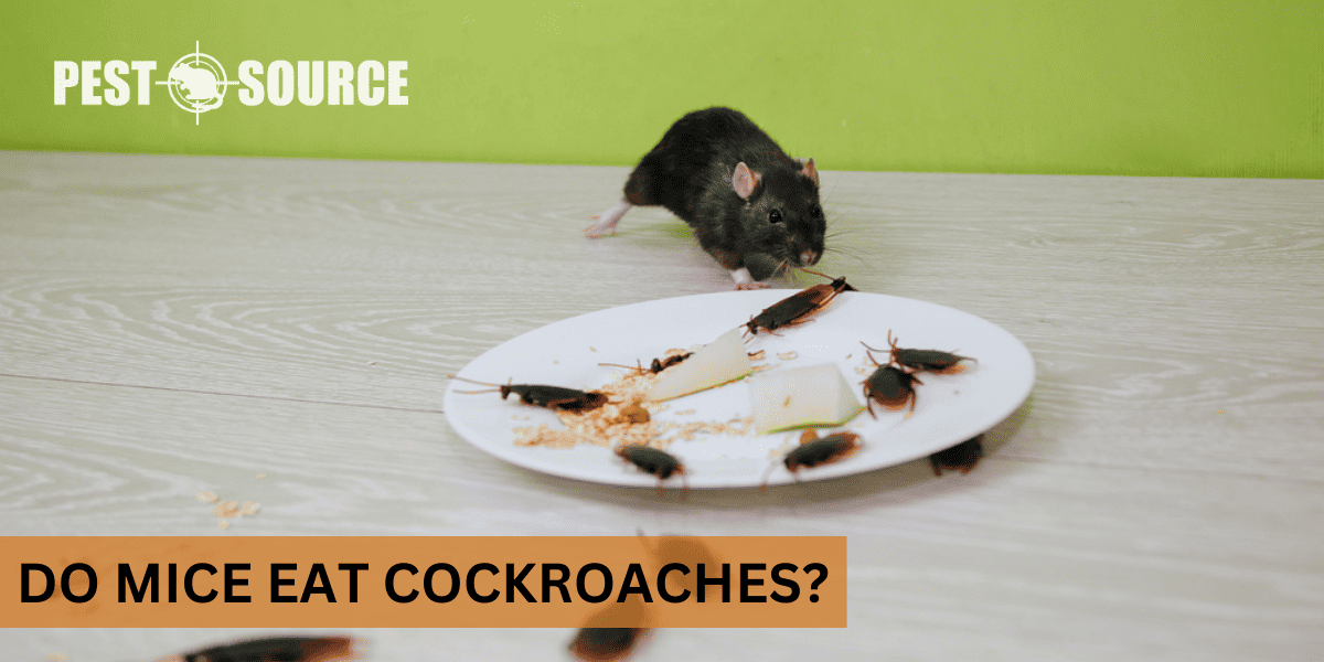 Mice Control for Cockroaches