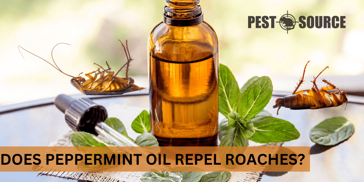 Peppermint Oil Repels Cockroaches