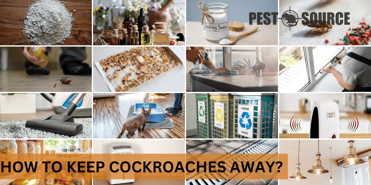 Prevention strategies in cockroach control