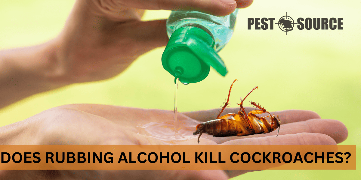 Rubbing Alcohol Kills Cockroaches