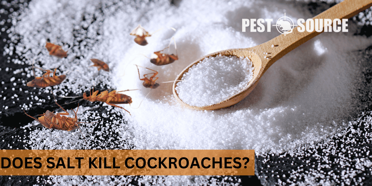 Salt as Cockroach Repellent