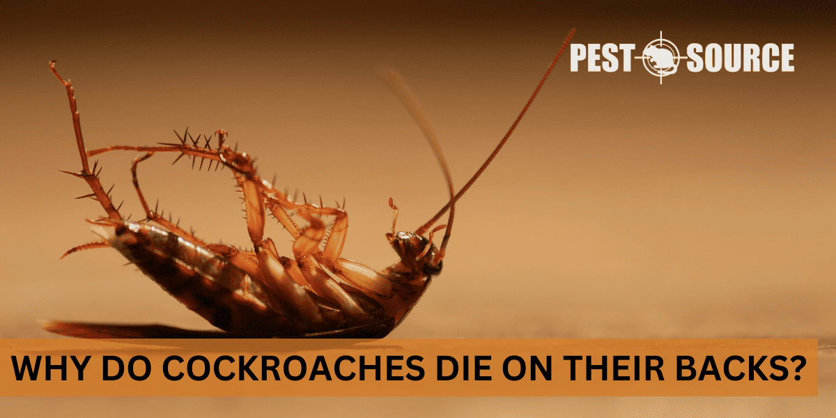 Playing dead cockroach