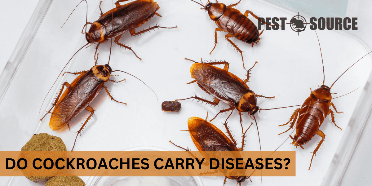 Disease Transmission by Cockroaches