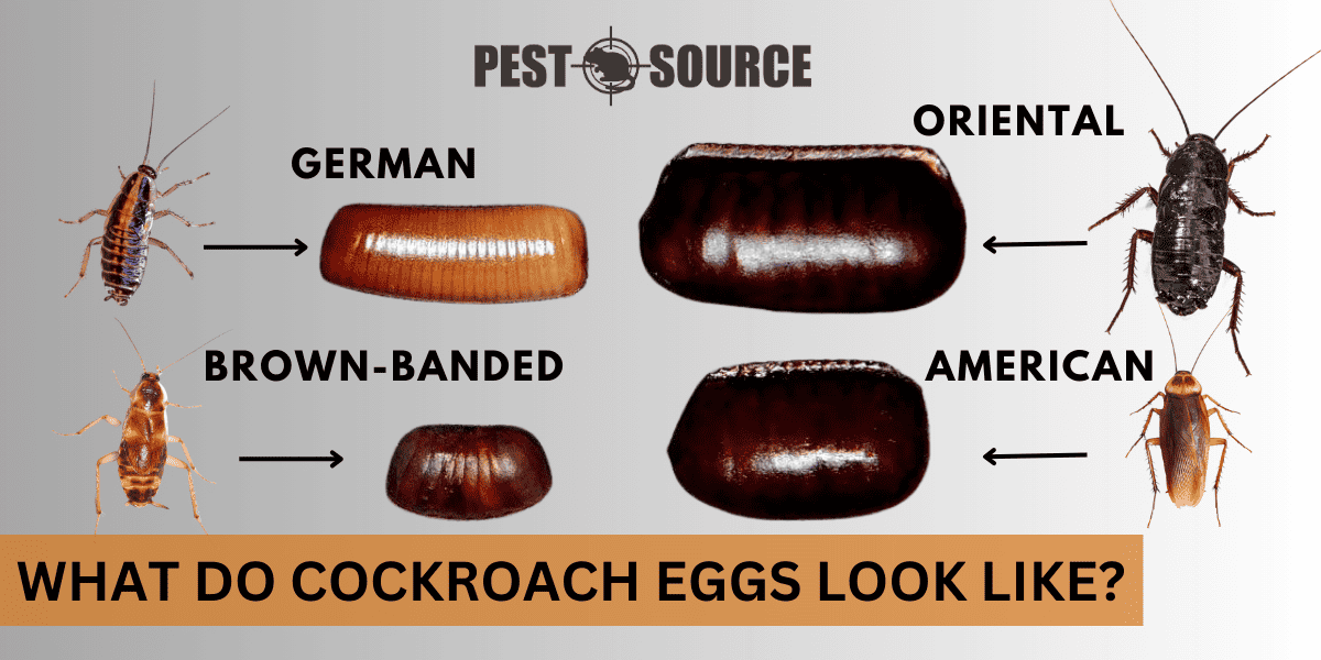 Lifecycle and Eggs of Cockroaches