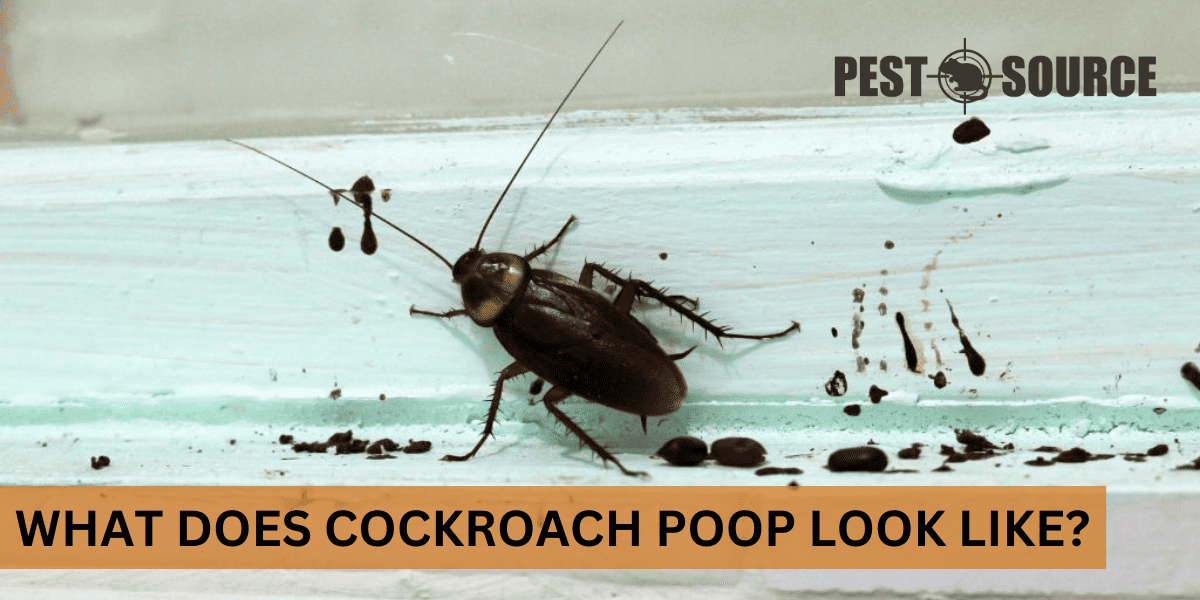 Analysis of Cockroach Excrement