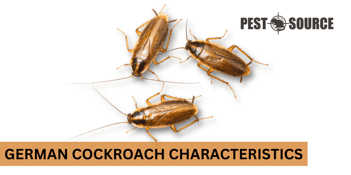 Habits of the German Cockroach