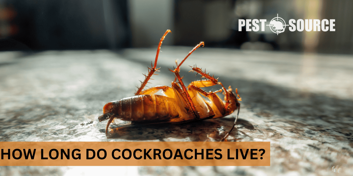 Lifespan of Cockroaches